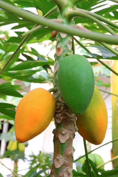 Papaya frukt på träd i en modern plantage — Stockfoto