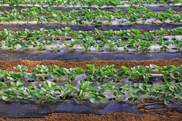 Aardbei zaailingen in een groen huis op een boerderij — Stockfoto