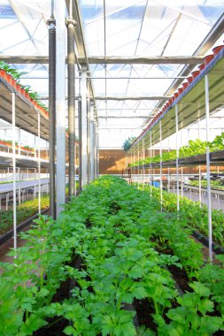 bir Botanik Bahçesi içinde kereviz topraksız tarımı