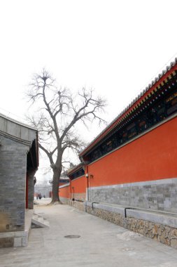 kırmızı duvar ve zhengjue Tapınağı eski yaz PA ölü ağaçlar