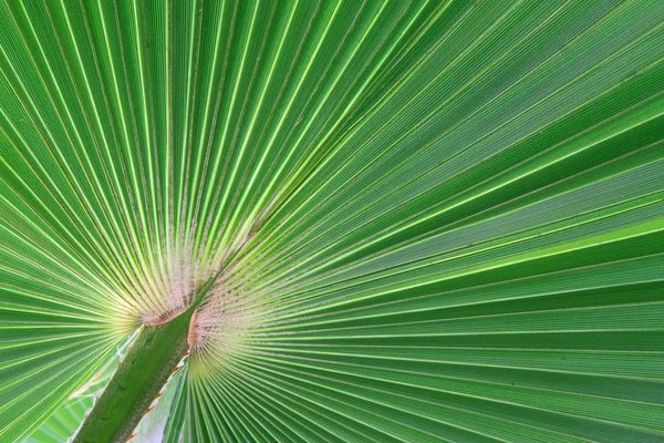 Banana leaf texture — Stock Photo, Image