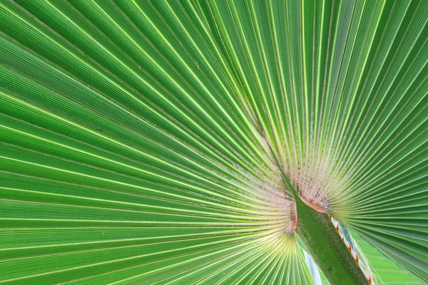 バナナの葉のテクスチャー — ストック写真