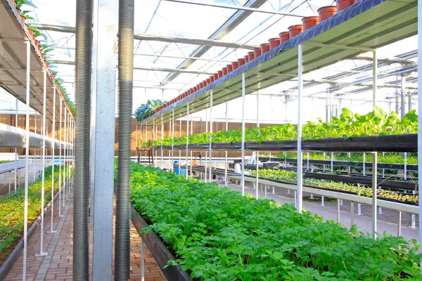 Vízkultúrás termesztés zeller a botanikus kertben — Stock Fotó