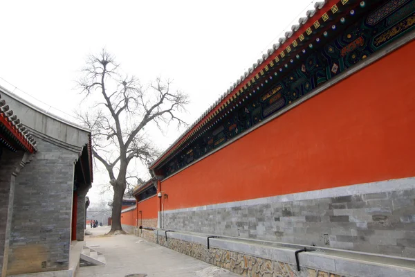 Paredes vermelhas e árvores mortas no templo Zhengjue no Velho verão pa — Fotografia de Stock