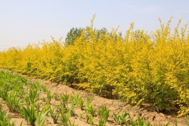 Mavi gök yeşil elm yaprakları