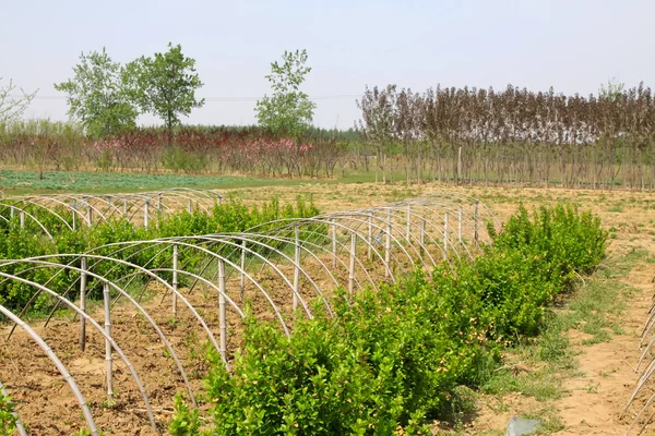 Nursery in the wild in the spring — Stock Photo, Image