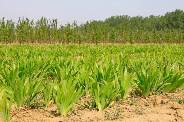 Irissen zaailingen in een kwekerij in lente in Europa, Noord-china — Stockfoto