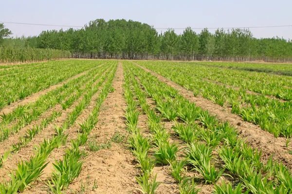 Irissen zaailingen in een kwekerij in lente in Europa, Noord-china — Stockfoto