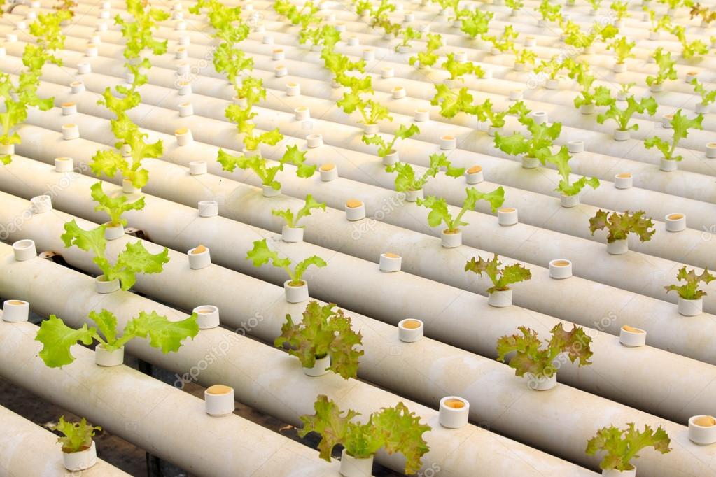 Lettuce cultivation celery in a greenhouse, north china — Stock Photo