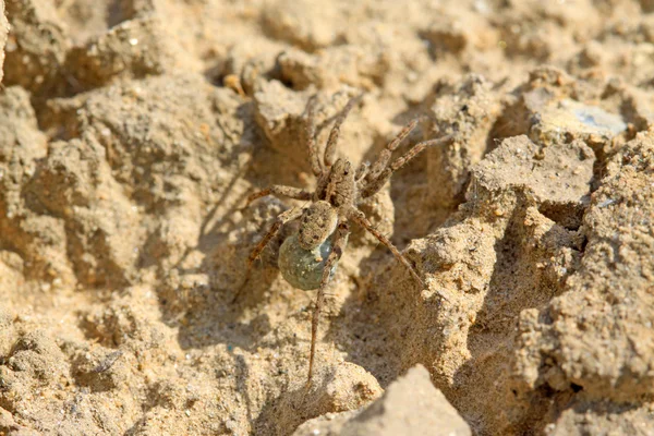 野生では、北中国で地面にクモ — ストック写真