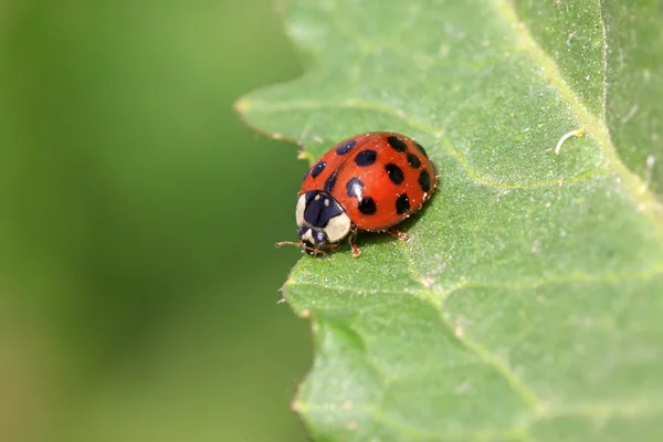 Una sorta di scarafaggi signora su foglia verde in natura — Foto Stock