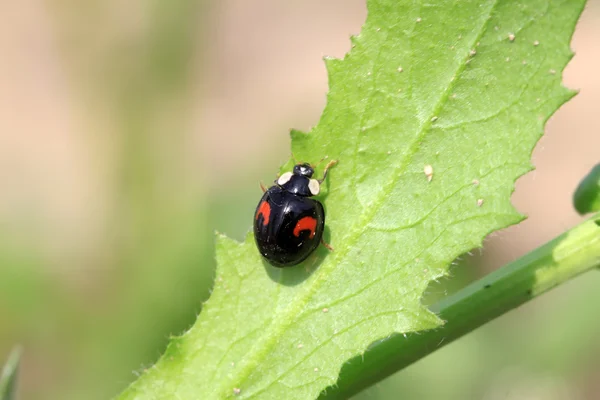 a kind of lady beetles on green leaf in the wild