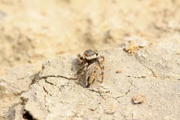 Spider on brown ground — Stock fotografie