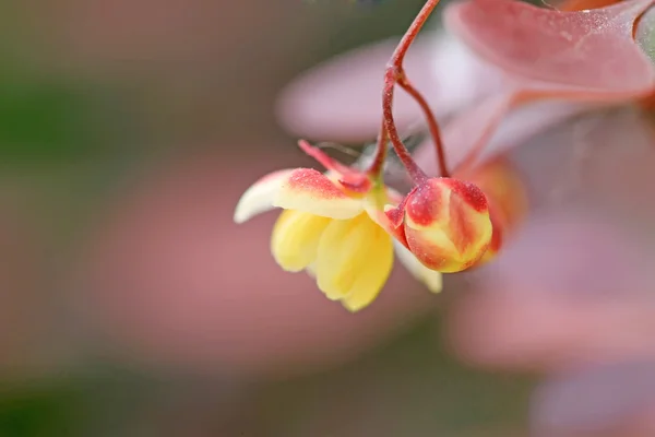 Paarse bloemen in een park — Stockfoto