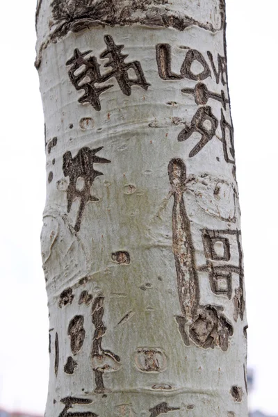 Im wahrsten Sinne des Wortes eine Art Graffiti im Baum — Stockfoto