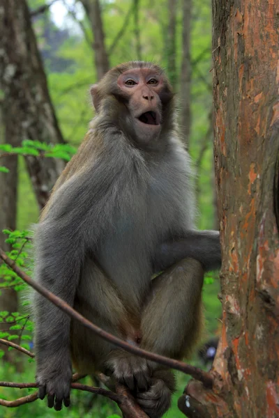 ลิงในอุทยานธรณีวิทยาแห่งชาติ Zhangjiajie — ภาพถ่ายสต็อก