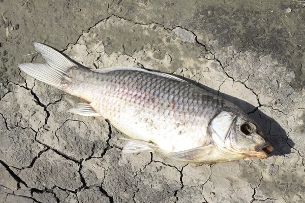 Peixes mortos na margem do lago — Fotografia de Stock