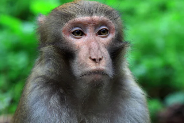 Scimmia nel Parco Geologico Nazionale di Zhangjiajie — Foto Stock