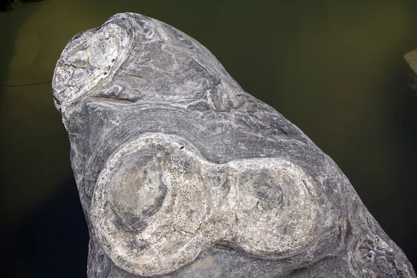 Felsstruktur in freier Wildbahn — Stockfoto