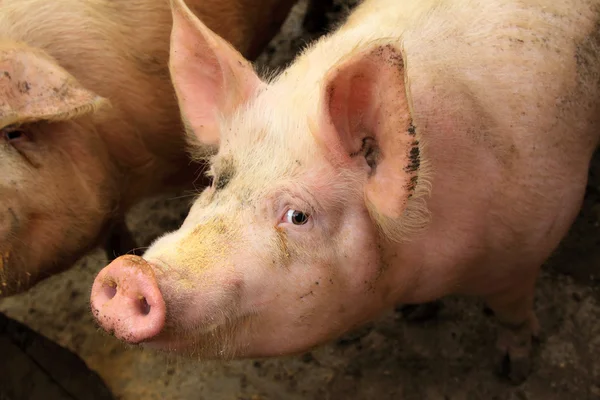 Levande svin i en gård, norra Kina — Stockfoto