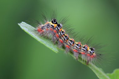 Kelebek larva yaprak üzerinde çok korkunç görünüyor