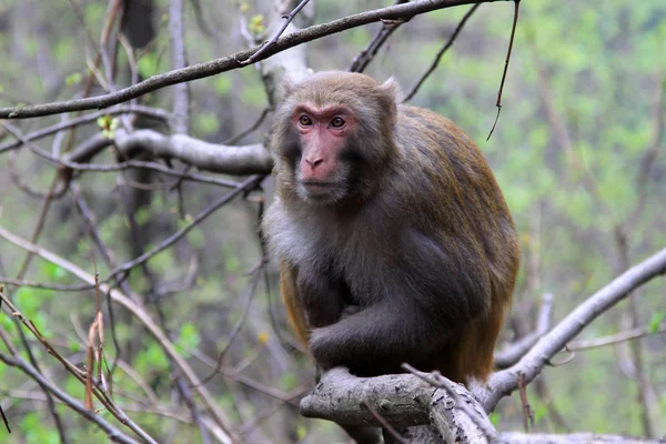 ลิงในอุทยานธรณีวิทยาแห่งชาติ Zhangjiajie — ภาพถ่ายสต็อก