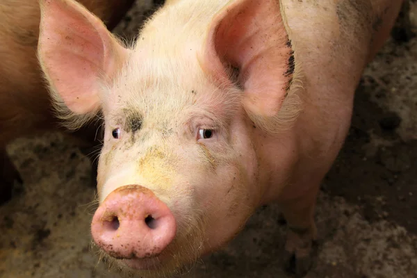 Live pigs in a farm, north china — Stock Photo, Image