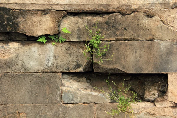 Unkraut an der Wand — Stockfoto