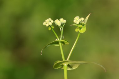 Lactuca indica