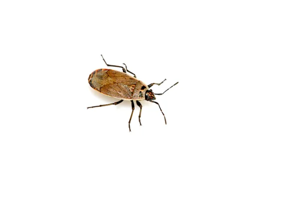 Stinkbug — Stockfoto