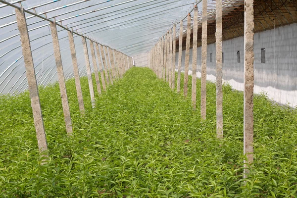 Sapling in a greenhouse — Stock Photo, Image