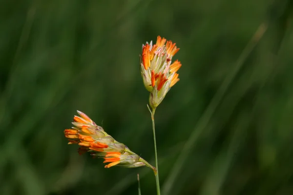 Fleurs sauvages — Photo