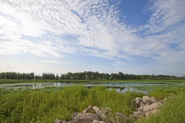 Gräs, blå himmel och vita moln i öknen, Kina — Stockfoto