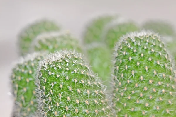 Kaktuskasvit — kuvapankkivalokuva