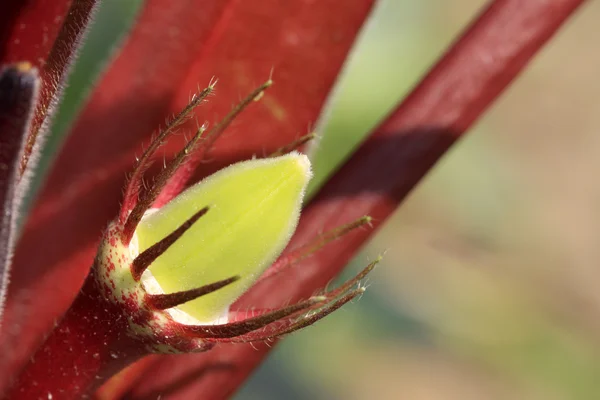 Rode vruchten van planten in een tuin — Stockfoto