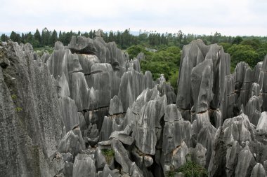 taş orman sahne