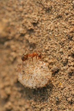 mercerized kahverengi orman karıncaları