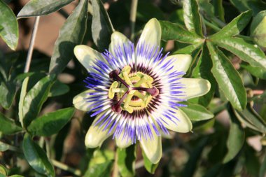 passifloraceae bitki çiçek