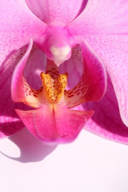 Phalaenopsis bud beyaz zemin üzerine