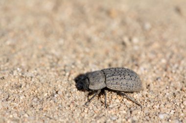 coleoptera böcekler bir tür