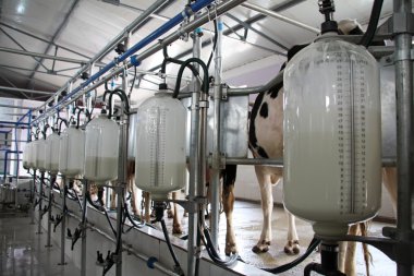 Mechanized milking equipment clipart