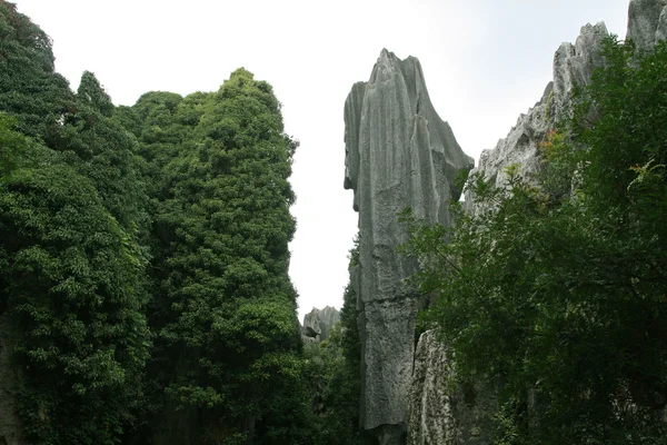 石の森の風景 — ストック写真