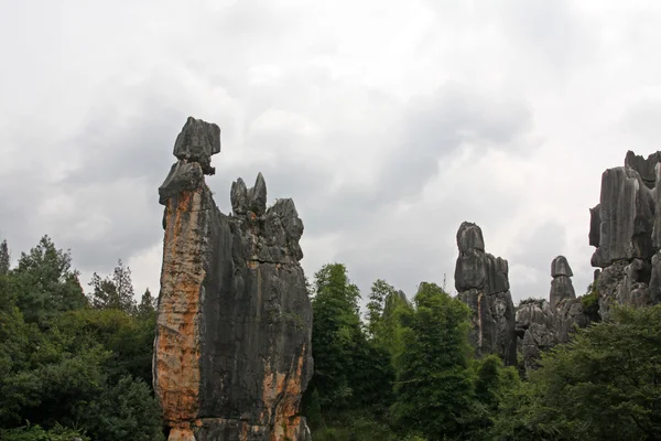 Taş orman sahne — Stok fotoğraf