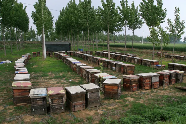 Bikupor av trä utomhus, norr Kina — Stockfoto