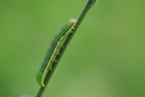 Night moth larvae on a plant — Stock Photo, Image