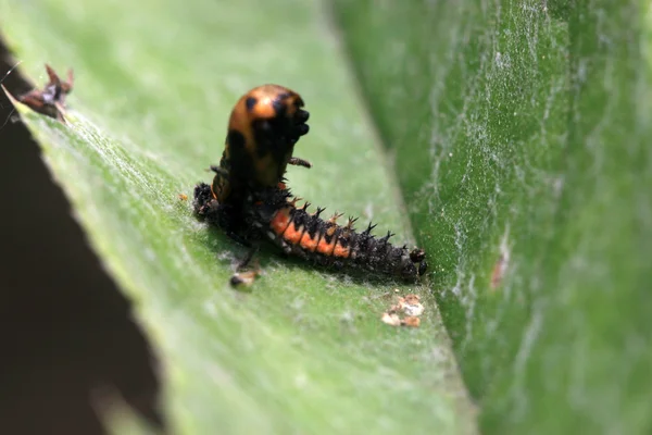 Coccinella septempunctata — Stock Photo, Image