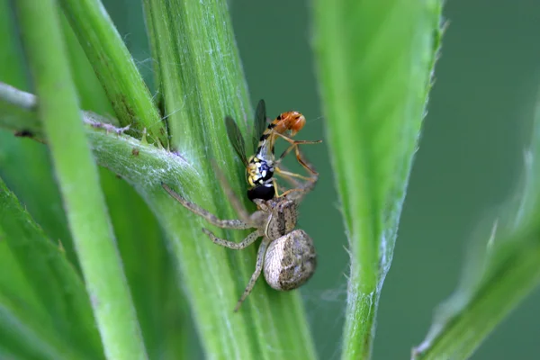 Syrphidae och spindel, två insekter — Stockfoto