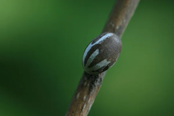 Яйцо чешуекрылых насекомых — стоковое фото