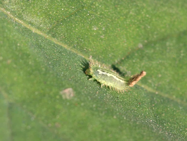 Cassida nebulosa — Fotografia de Stock