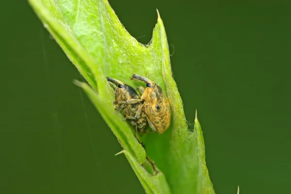 Weevil, dois insetos acasalamento na folha na natureza — Fotografia de Stock